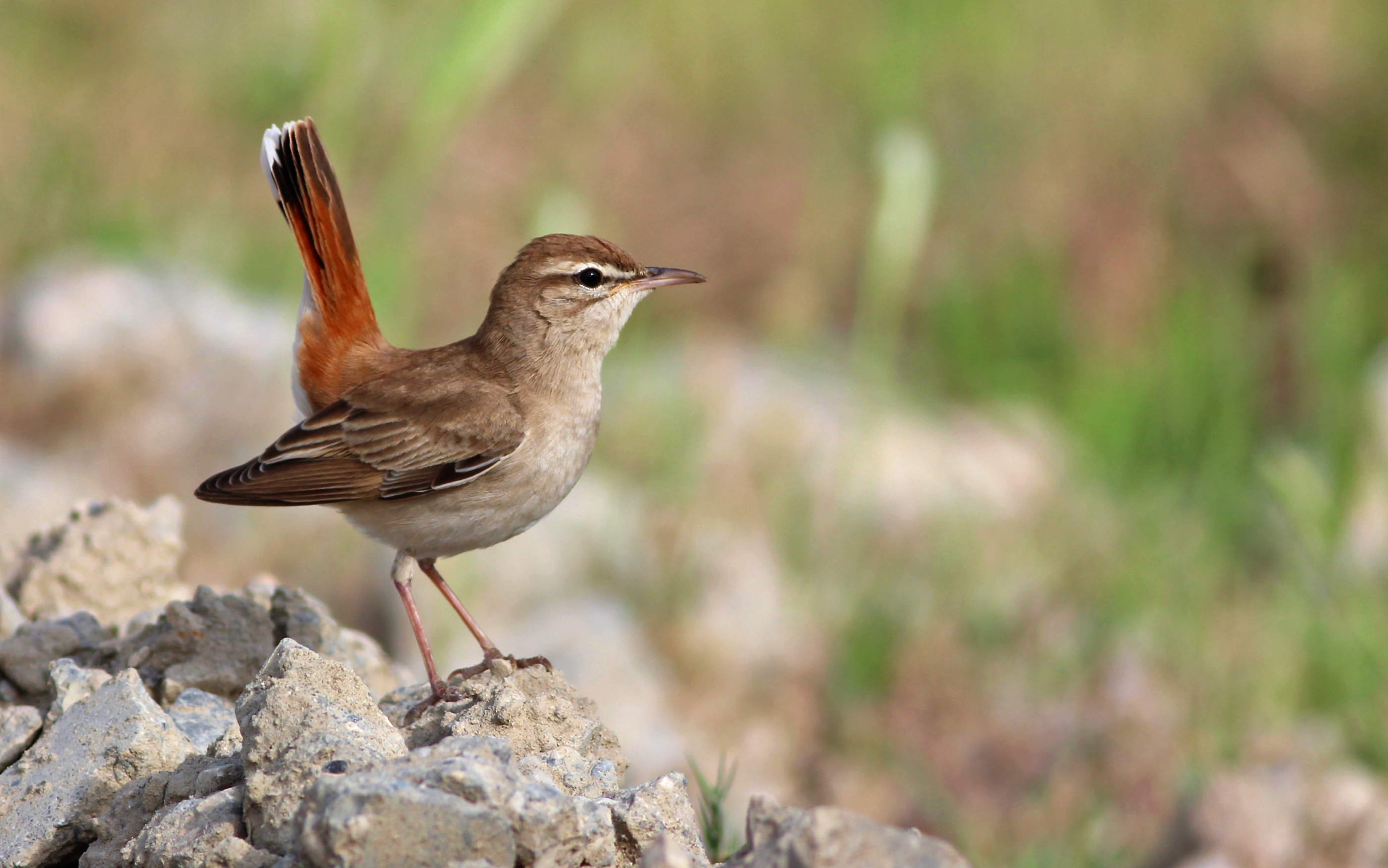 Rufous-tailed Scrub-Robin — Ana fotoğraf